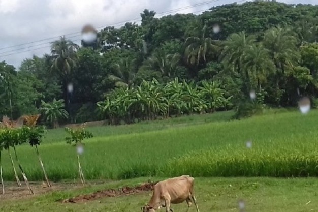 Packers and Movers in Baduria